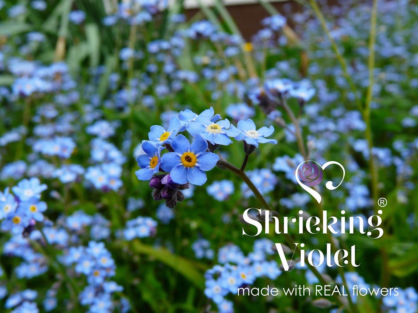 Shrieking Violet Real Flower Forget Me Not Heart Stud Earrings FE15